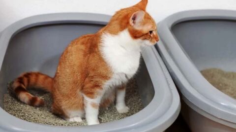 How Often Should a Cat Poop?