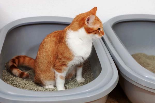 how often should cats poop