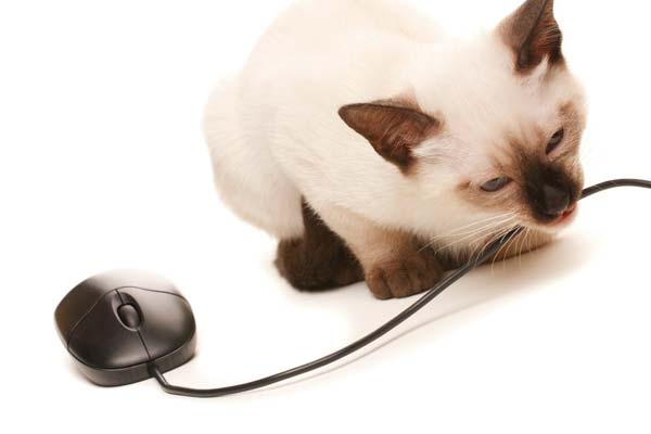 how to keep cats from chewing on cords
