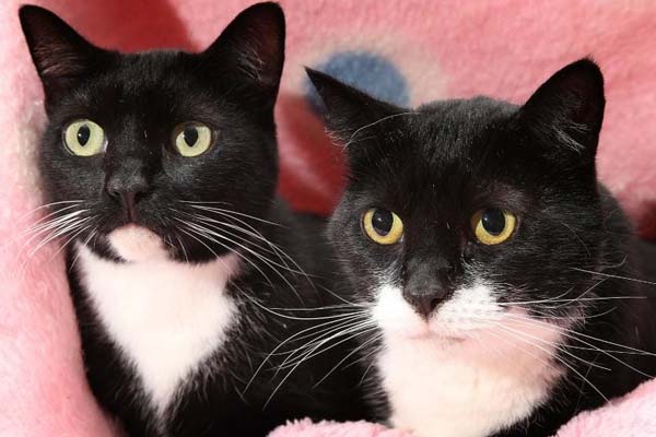 How Can I Tell If Two Cats Are A Bonded Pair? | Traveling ...