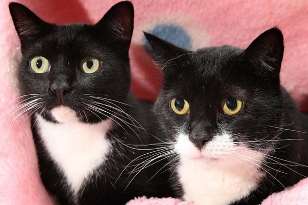 bonded pair cats