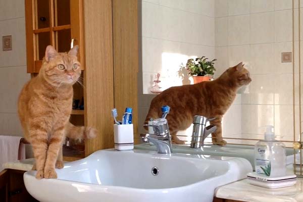 Why Are Cats So Obsessed With Bathrooms?