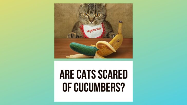 The Real Reasons Why Are Cats Scared of Cucumbers