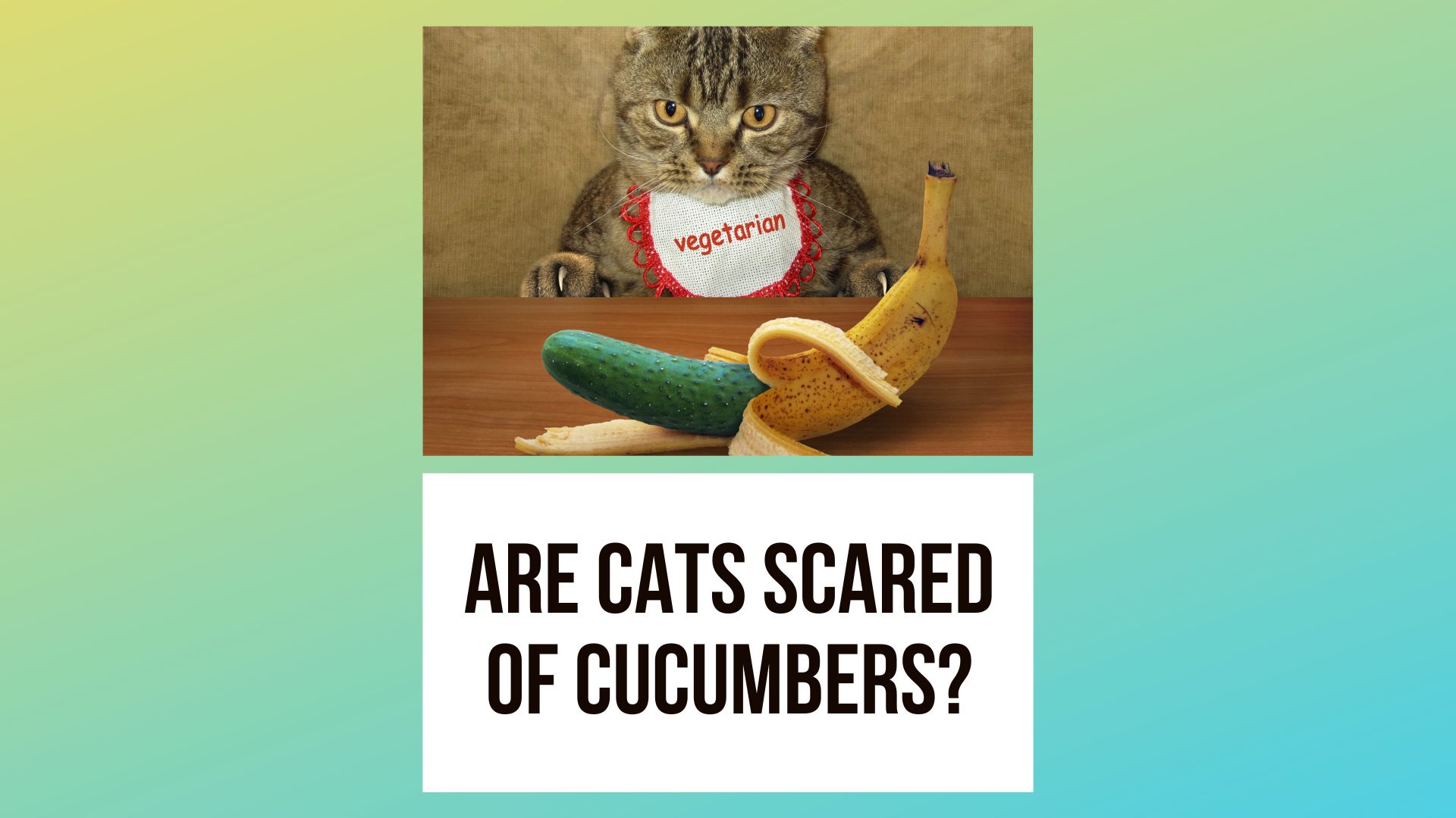 Are Cats Scared of Cucumbers