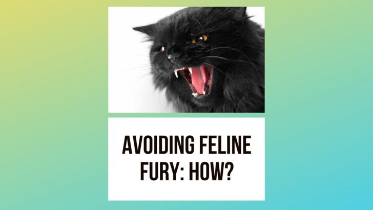 Avoiding Feline Fury: A One-Room Guide to a Happy Indoor Cat