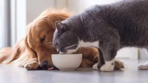 What Happens If a Cat Eats Dog Food – A Closer Look