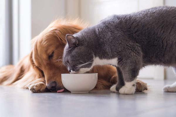 What Happens If a Cat Eats Dog Food – A Closer Look