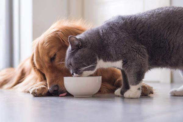 Can Cats Eat Dog Food