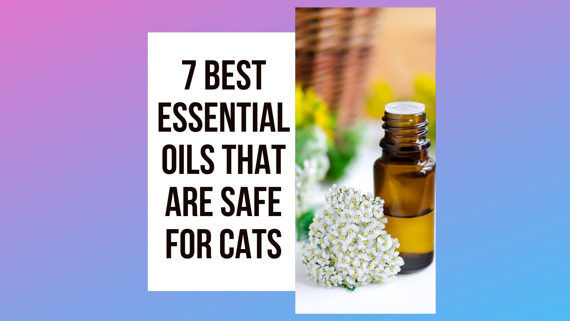Essential Oils That Are Safe