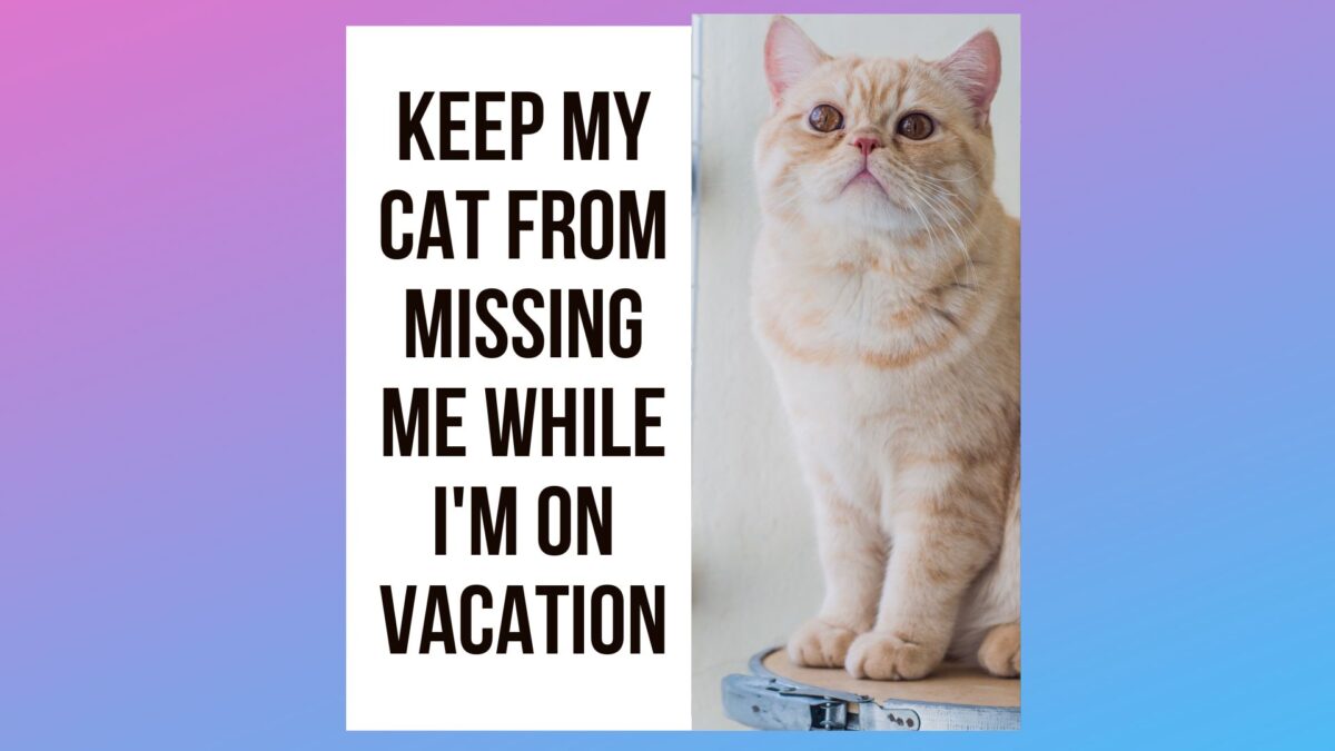 How Do I Keep My Cat From Missing Me While I'm on Vacation?