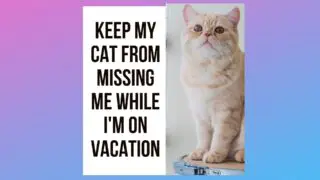 How Do I Keep My Cat From Missing Me While I'm on Vacation