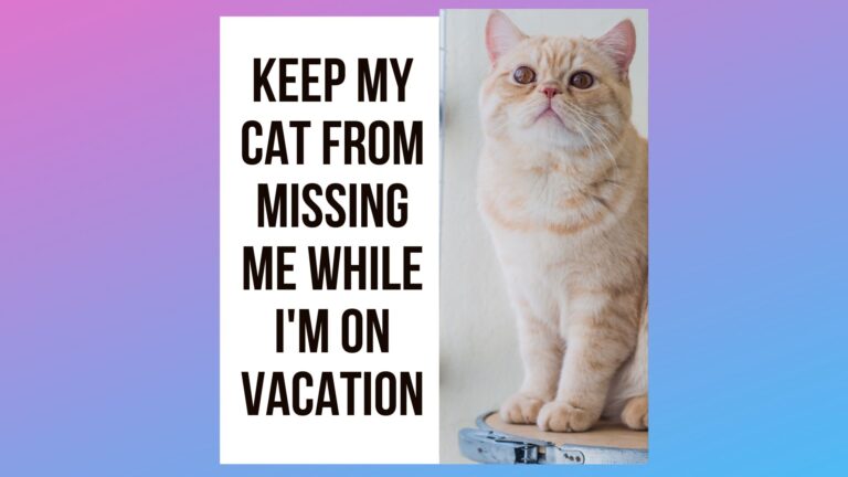How Do I Keep My Cat From Missing Me While I’m on Vacation?