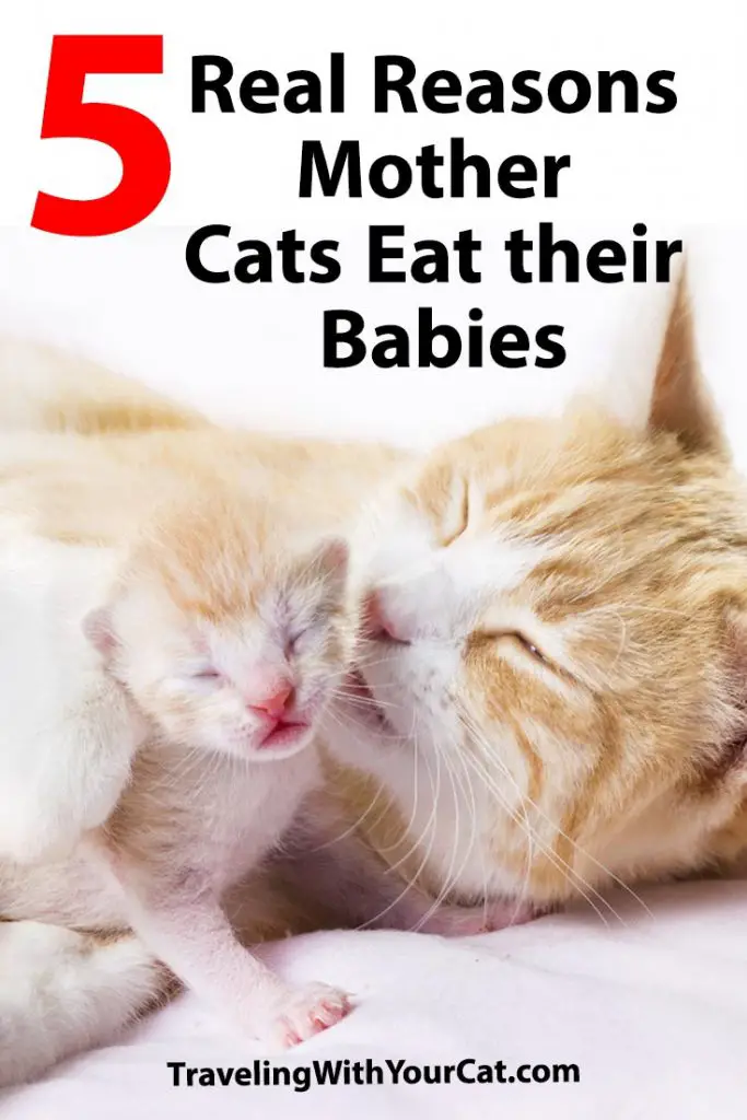 Reasons Mother Cats Eat Their Babies