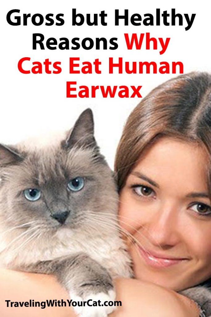 WhyCatsEatHumanEarwax Traveling With Your Cat