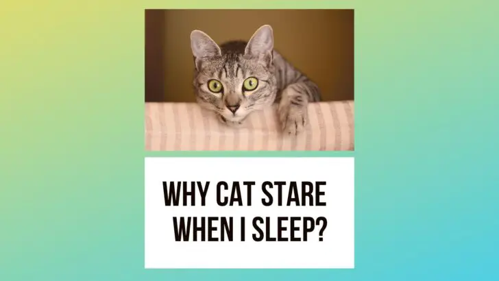 Why Does Cat Stare at Me While I Sleep? Should You Be Worried?