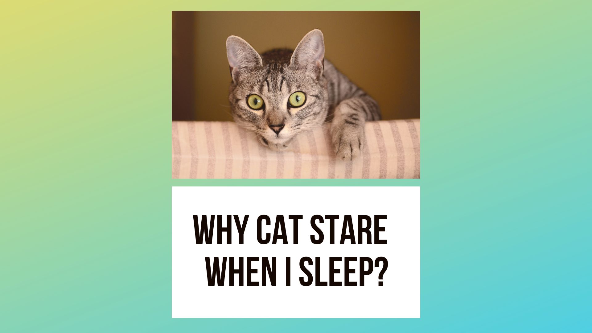 Why Does Cat Stare at Me While I Sleep?