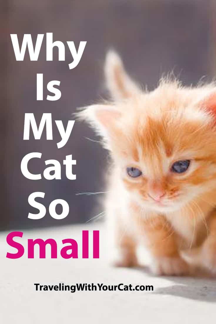 Why Is My Cat So Small? Traveling With Your Cat