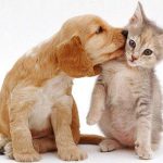 best dogs for cats