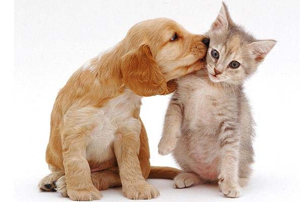 10 Best And Worst Dog Breeds To Live With Cats