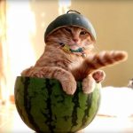 can cat eat watermelon