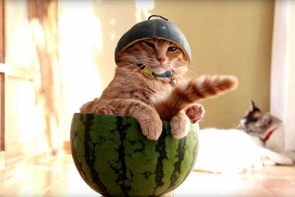 cat loves watermelon