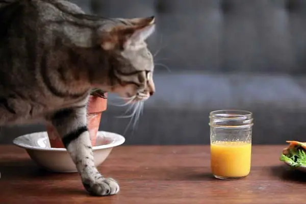 can cats drink orange juice