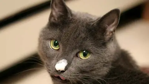 Can Cats Eat Whipped Cream?