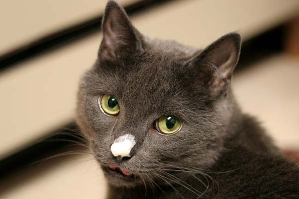 can cats eat whipped cream