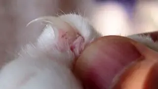 cat ingrown nail