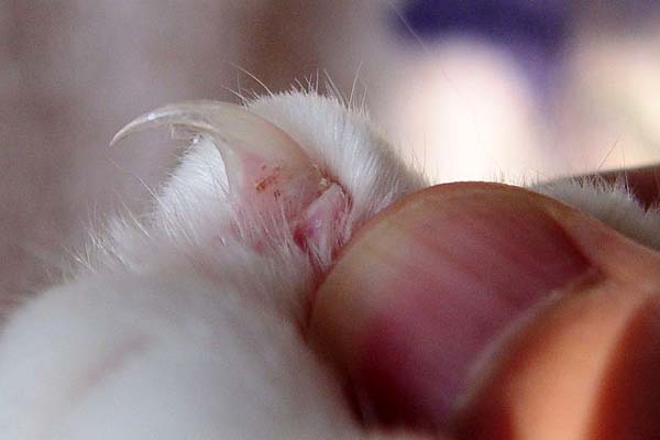 Cat Ingrown Nail: Top Ways to Prevent This Pain