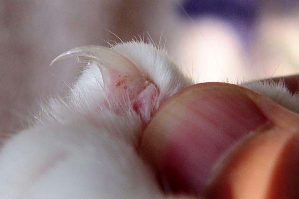 cat ingrown nail