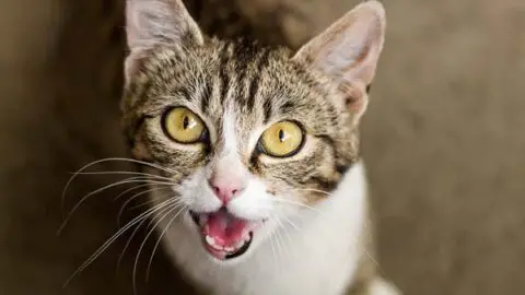 What to Do About Cats Screaming at Night