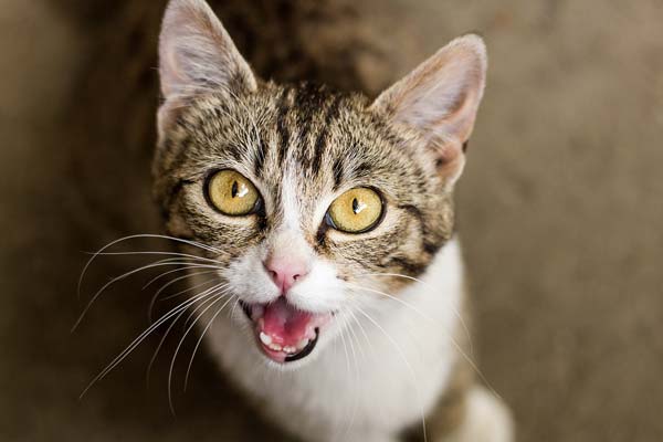 What to Do About Cats Screaming at Night