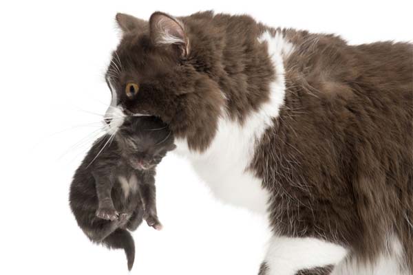 mother cat ignoring newborn kitten