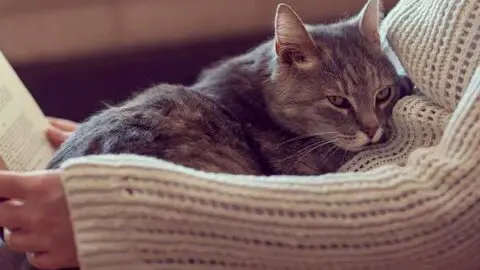 Do Cats Know When You Are Sick?