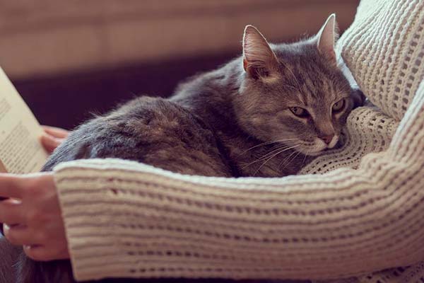 Do Cats Know When You Are Sick?