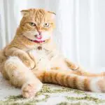 is catnip good for cats