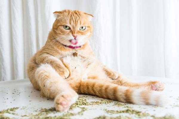 is catnip good for cats