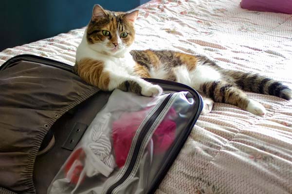 Save Your Furry Friend From Quarantine With A Pet Passport