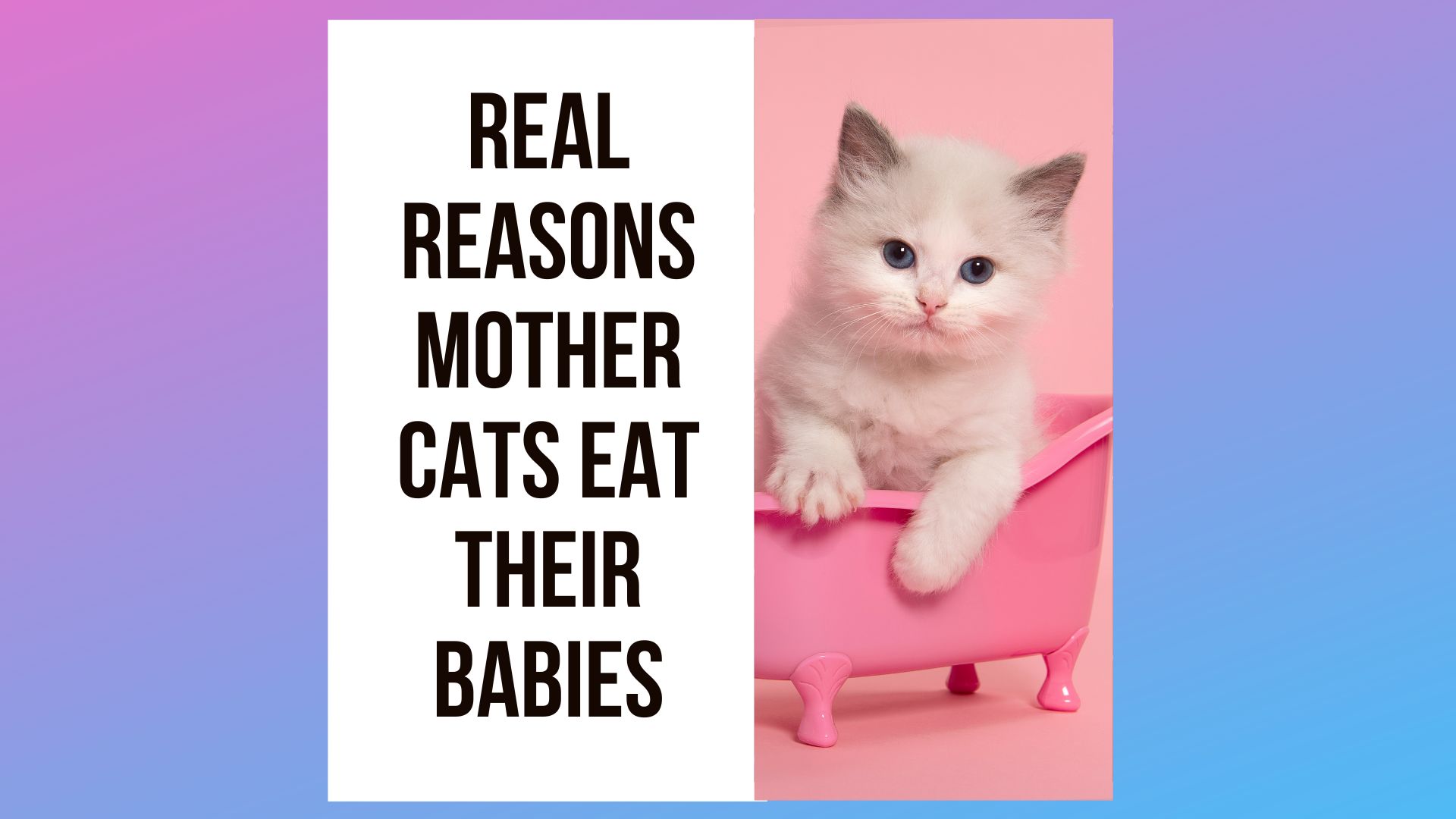 Real Reasons Mother Cats Eat Their Babies