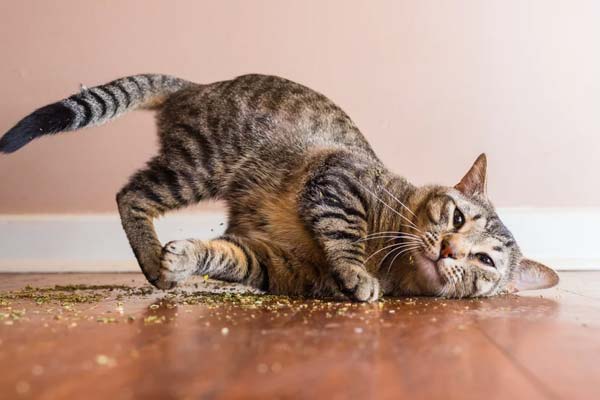 Does Valerian for Cats Actually Work?