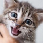 what does it mean when a cat purrs loudly