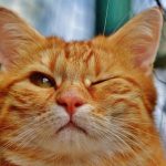 what does it mean when a cat winks at you
