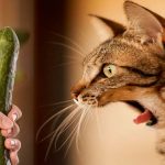 why are cats afraid of cucumbers