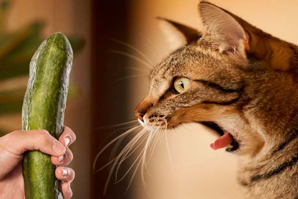 why are cats afraid of cucumbers