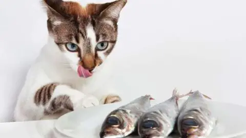 Why Do Cats Order Seafood When They Prefer Their Paws on Dry Land?