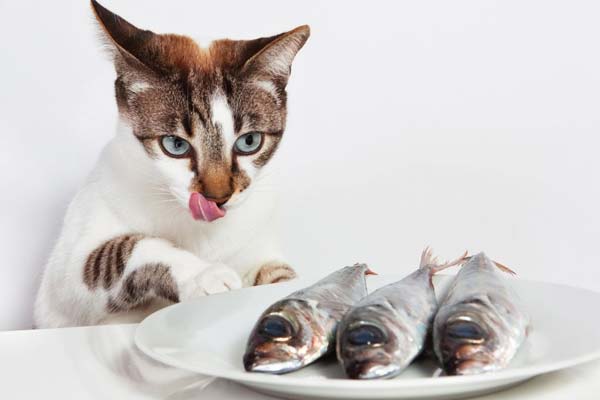 why do cats like fish