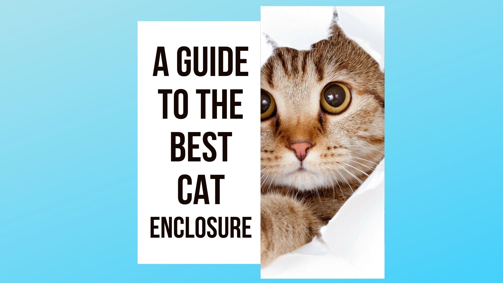 A Guide to the Best Cat Enclosures
