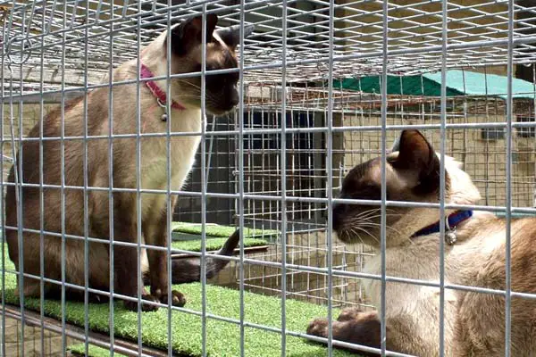 patio cat enclosures