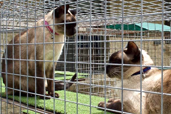 Make Your Patio Into A Catio A Guide To The Best Cat Enclosures